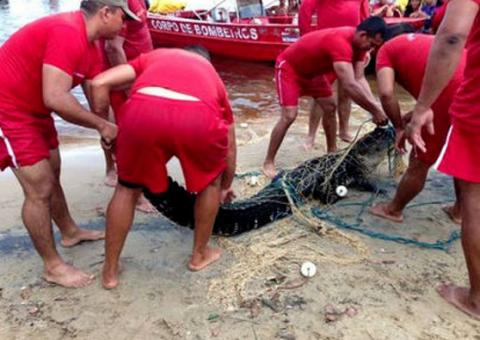 Jacaré aparece e assusta banhistas na Ponta Negra